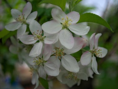 Bahar mevsiminde kiraz çiçekleri açar