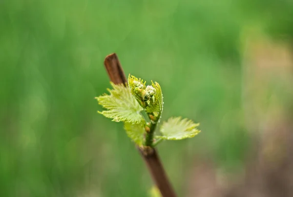 Vitigno che inizia la vegetazione all'inizio della primavera, primo piano — Foto Stock