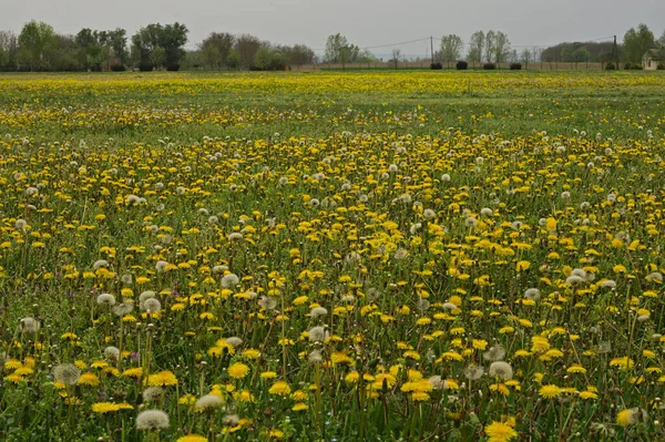 Campo cheio de dentes-de-leão florescendo na primavera — Fotografia de Stock