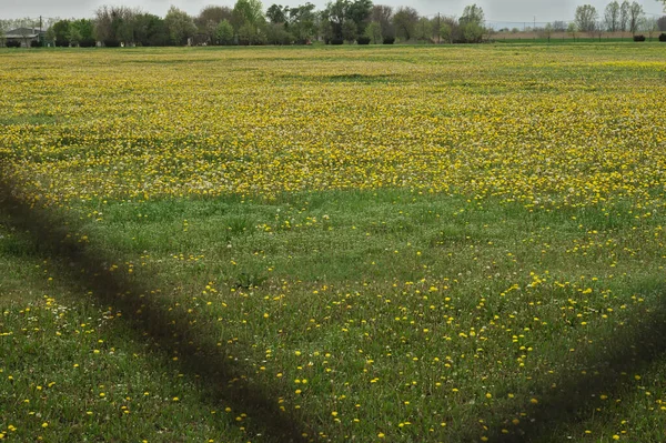 Baharda çiçek açan karahindibalarla dolu bir arazi. — Stok fotoğraf