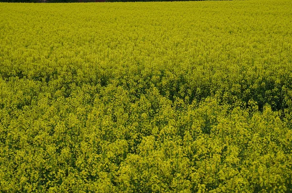 Campo cheio de flores de canola amarelas florescentes — Fotografia de Stock