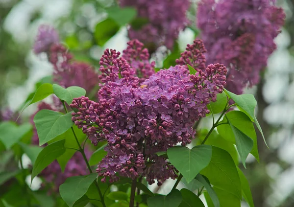 Lila boom bloeiende violette bloemen tijdens de lente — Stockfoto