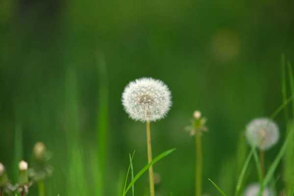 Maskros blåsa boll blomma på grönt gräs bakgrund under våren — Stockfoto