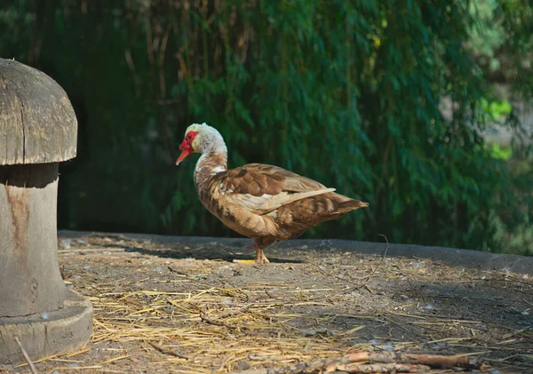 Ente steht vor Bäumen — Stockfoto