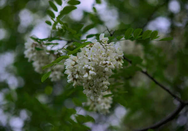 Pseudacia bloeiende witte bloemen tijdens de lente, close-up — Stockfoto