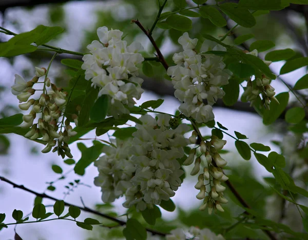 Pseudacacia virágzó fehér virágok tavasszal, közelkép — Stock Fotó