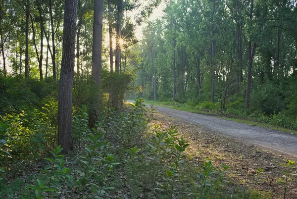 Gün batımında ormana giden çakıl yolu. — Stok fotoğraf
