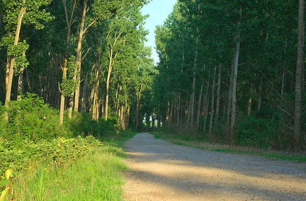 Strada di ghiaia che attraversa la foresta durante il tramonto — Foto Stock