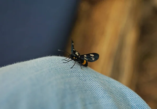 Black butterfly standing on leg dressed in jeans — Stock Photo, Image