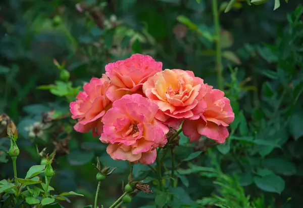 Plusieurs roses oranges fleurissent dans le jardin vert — Photo
