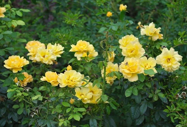 Muitas rosas amarelas florescendo no jardim verde — Fotografia de Stock