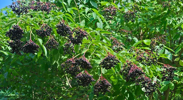 Drzewo bzu czarnego pełne ciemnofioletowych jagód — Zdjęcie stockowe