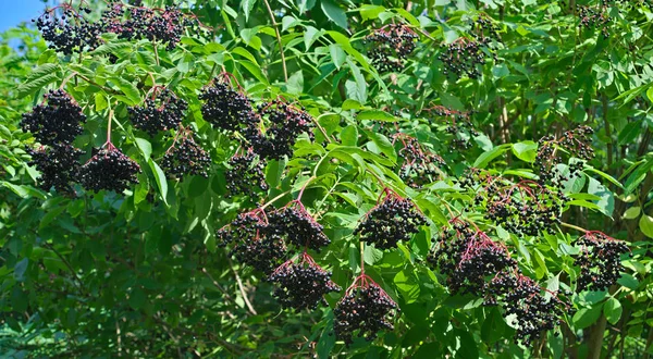 Vlierbessenboom vol met donkerpaarse bessen — Stockfoto