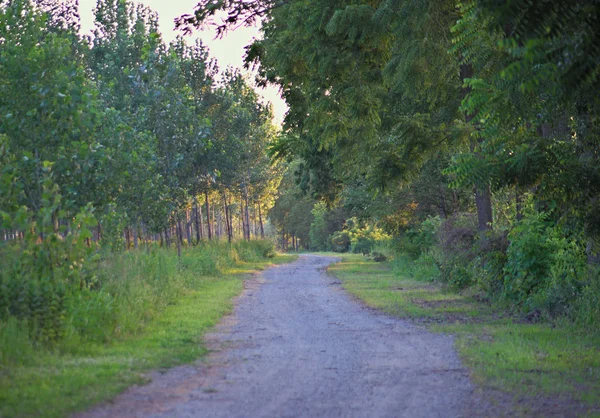Ağaçlarla çevrili orman yürüyüşü yolu — Stok fotoğraf
