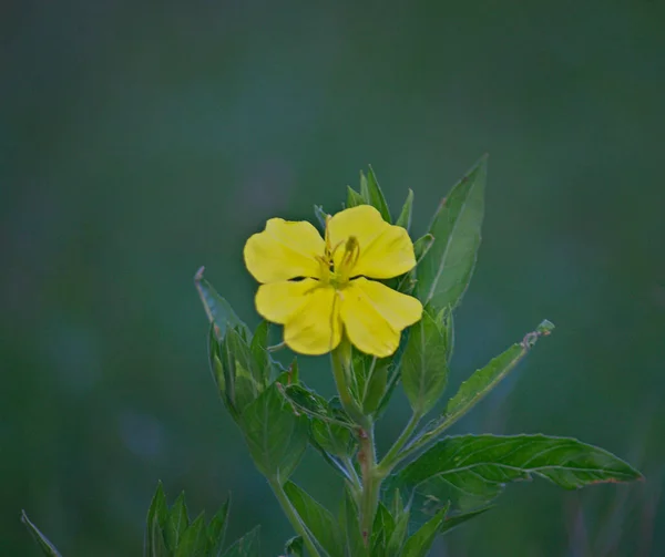 Pequena planta selvagem florescendo com flor amarela — Fotografia de Stock
