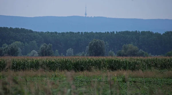Порожнє поле з кукурудзяним полем, лісом і пагорбами на відстані — стокове фото