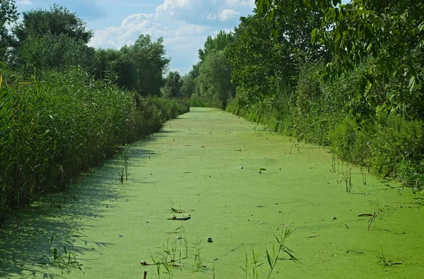 Vegetação crescendo no pântano durante o verão — Fotografia de Stock