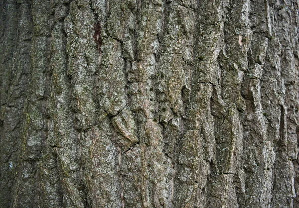 Duża kora drzewa, widok z bliska — Zdjęcie stockowe