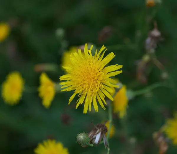 Vilda växter blommar med gula blommor, närbild — Stockfoto