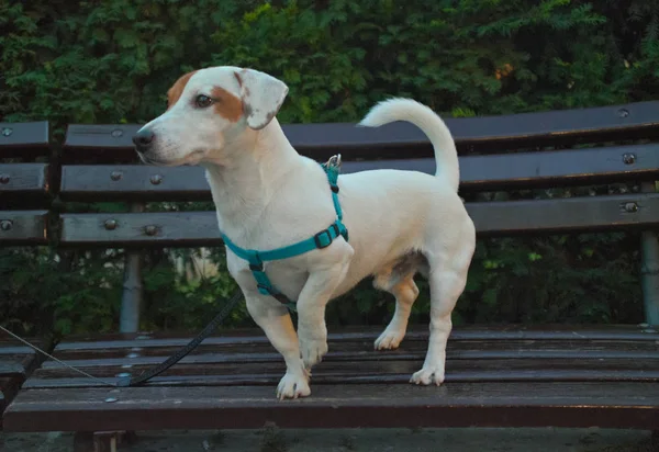 Petit chien blanc posant fièrement sur le banc — Photo