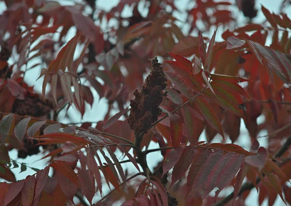 Κορυφή του δέντρου staghorn sumac με μεγάλο κόκκινο λουλούδι — Φωτογραφία Αρχείου