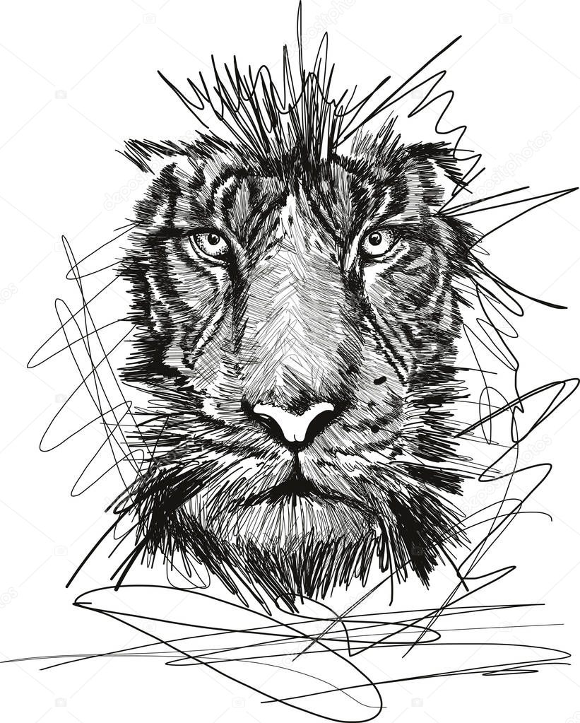 Sketch of tiger face vector illustration