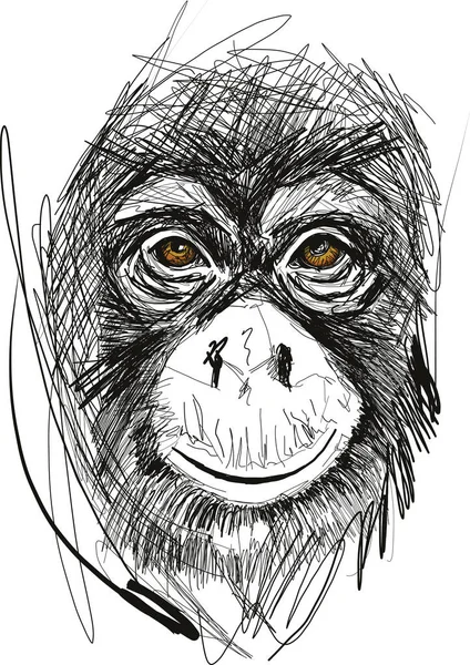 Esboço de cara de macaco —  Vetores de Stock