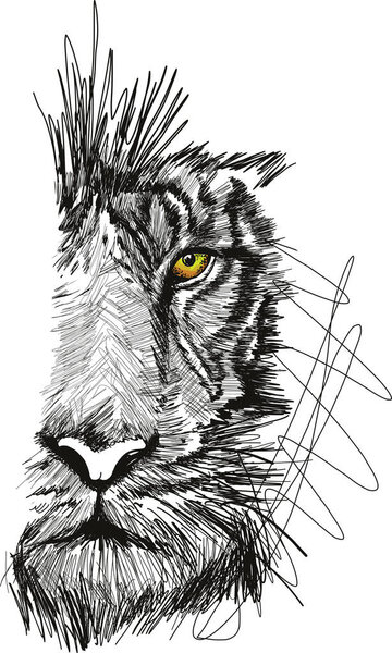 Эскиз векторной иллюстрации лица тигра
