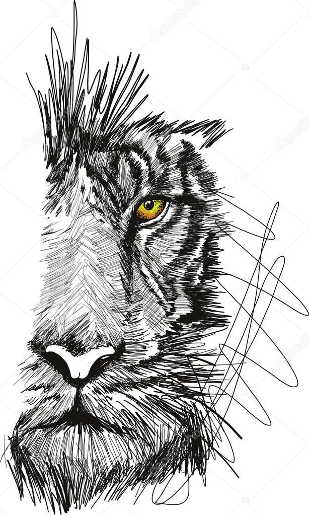 Sketch of tiger face vector illustration