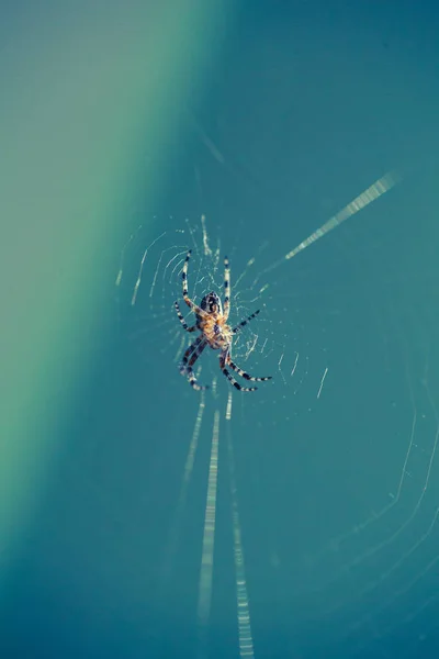 Close Garden Spider Sitting His Web Springtime Macro Spider — Stock Photo, Image