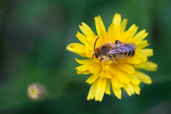 Honingbij Paardenbloem Honingbij Bestuiving Voorjaar Weide — Stockfoto