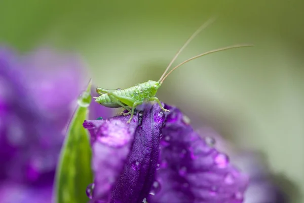 Iris púrpura por la mañana. Saltamontes en una flor de iris . — Foto de Stock