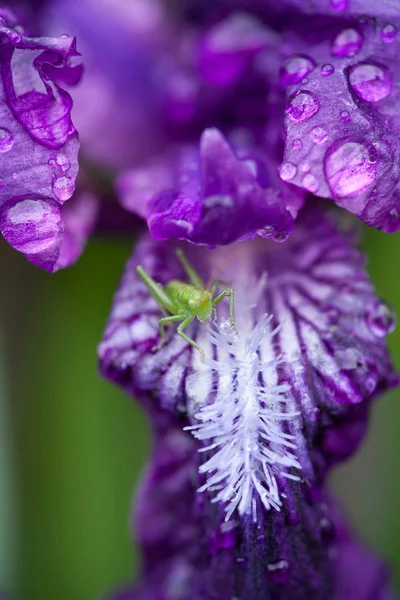 Purple Iris In Morning Dew. Gafanhoto em uma flor de íris . — Fotografia de Stock