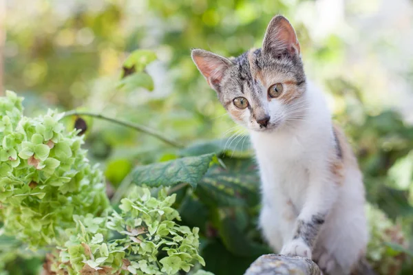 Home Made Cat Garden Autumn Background Beautiful Cat Garden — Stock Photo, Image