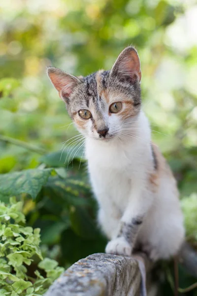 Ev yapımı kedi sonbahar arka bahçesinde. Bahçe içinde güzel kedi