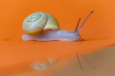 Garden snail isolated on orange background with reflection. Close-up macro side view clipart