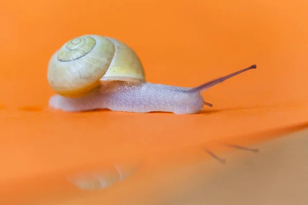 Caracol Jardín Aislado Sobre Fondo Naranja Con Reflejo Vista Lateral —  Fotos de Stock