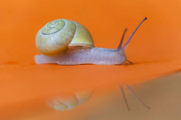 Garden Snail Isolated Orange Background Reflection Close Macro Side View — Stock Photo, Image