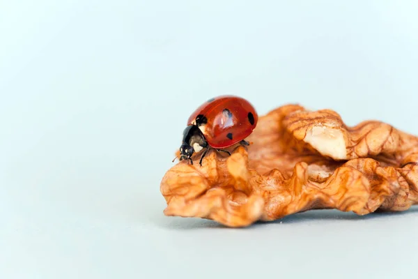 Mariquita Arrastra Sobre Núcleo Nuez Una Pequeña Mariquita Coccinella Septempunctata — Foto de Stock