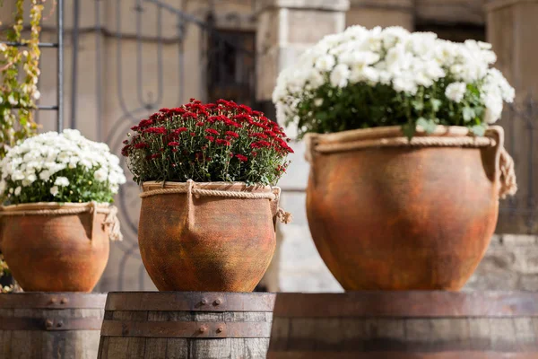 Large flower pots with white and burgundy chrysanthemums. Vases with flowers stand on wooden barrels. Sale of flowers