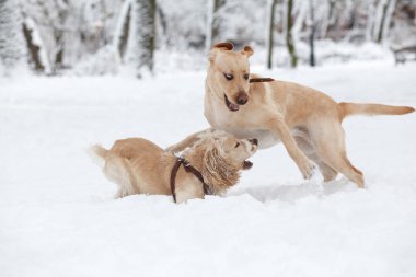 Karda oynarken köpekler. Parkta kış köpek yürüyüş