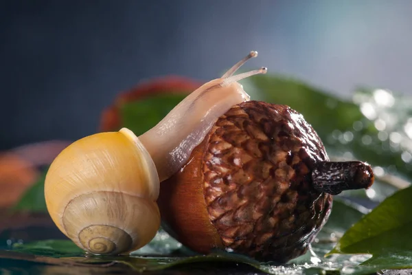 Caracol mágico se arrastra sobre una bellota . —  Fotos de Stock