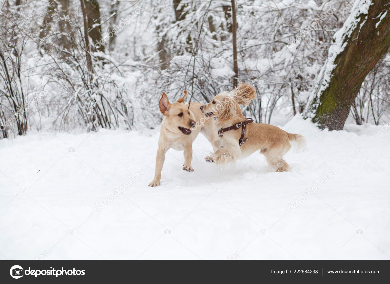 Hunde Spielen Schnee Winter Hundeausflug Park Stockfotografie