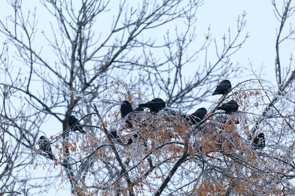 Crowd of Raven sitting on an ice covered branchs following winter storm. Crowd of Raven on a Tree, Black Bird
