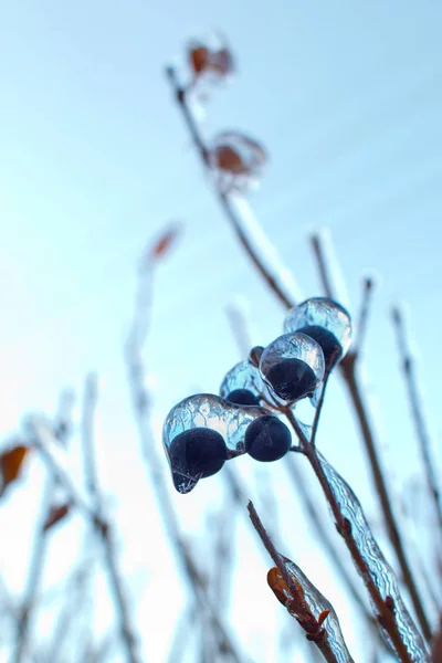 Zweige Des Baumes Mit Schwarzen Beeren Nach Schneeregen Eiskruste Und — Stockfoto