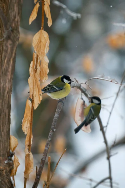 Vögel Hühner Fliegen Auf Und Fressen Das Fett Winterpark Hungrige — Stockfoto