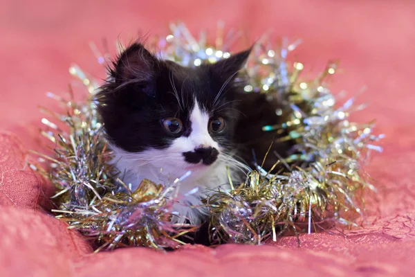Красивая Черно Белая Кошка Покрытая Серебряной Мишурой Рождественская Кошечка Китти — стоковое фото