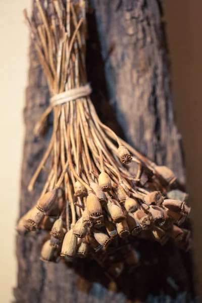 Branches of Dried wild poppy. Shallow Depth of Field. These dried pods are popular with flower arrangers for dried flower bouquets and home decor.