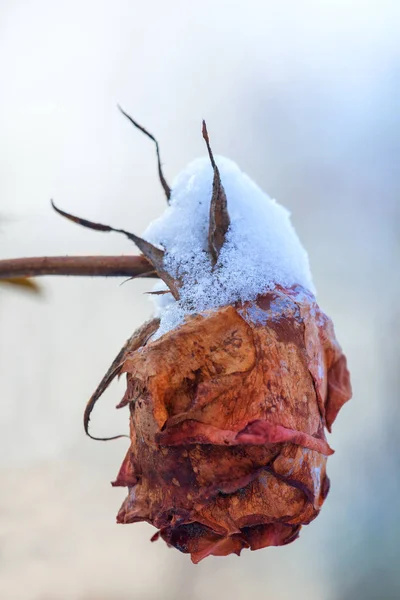 Beautiful rose covered with snow. Snow lies on a frozen rose. A big red rose covered with snow. Early winter. Close-up of vivid rose flower covered by snow