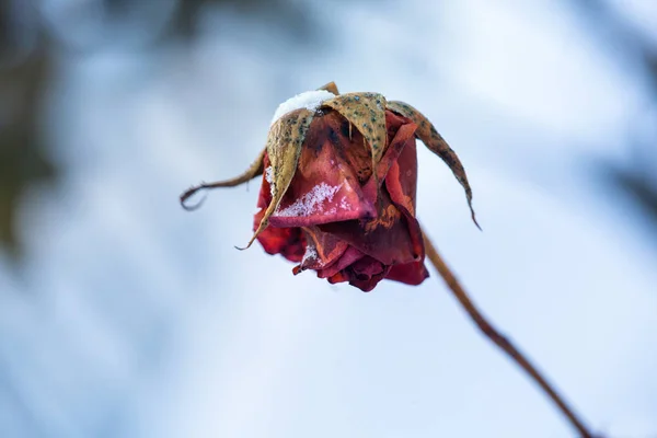 Beautiful rose covered with snow. Snow lies on a frozen rose. A big red rose covered with snow. Early winter. Close-up of vivid rose flower covered by snow